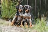 BEAUCERON - PUPPIES 081